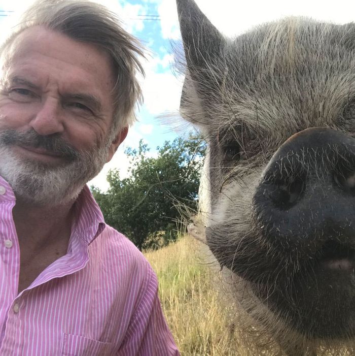 Sam Neill and his pig.