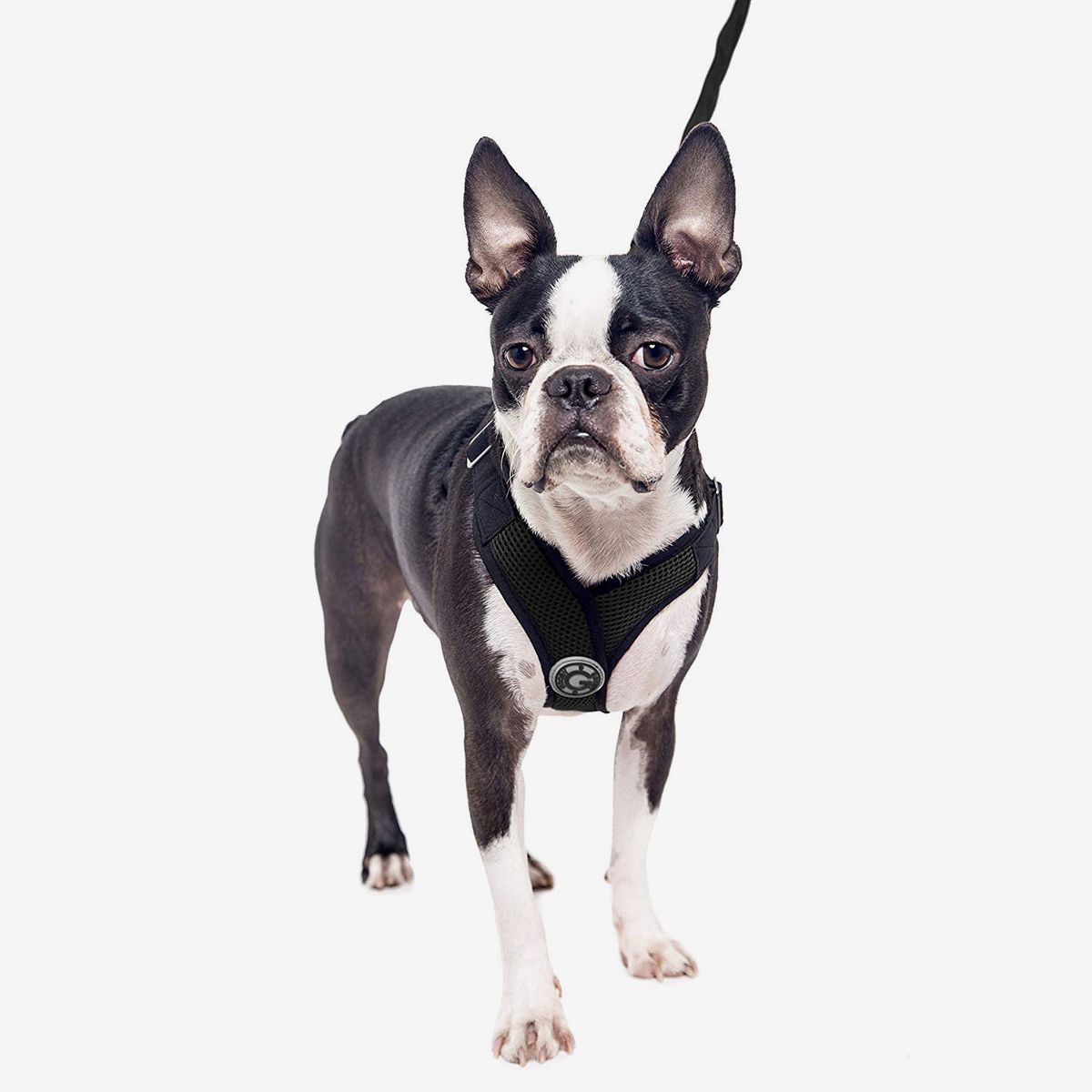 best harnesses for small dogs