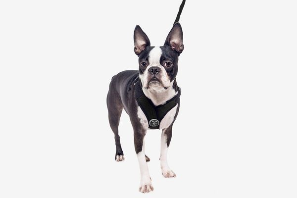 best dog harnesses for small dogs