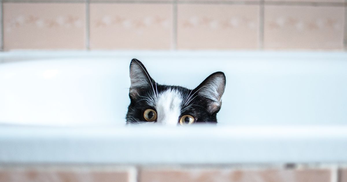 Cat gets super excited while trying to reach a bowl of food. Watch