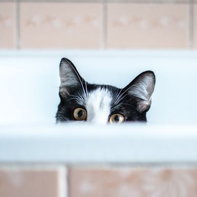 Cabinet is a cat 🐈 - original sound