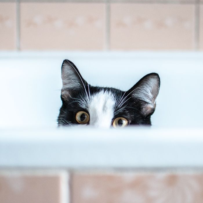 My Cat Follow Me Into The Bathroom, Cat In Bathtub Meme