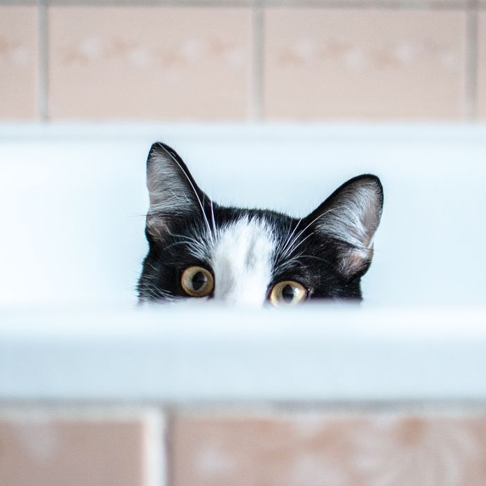 cat saying no in bathtub