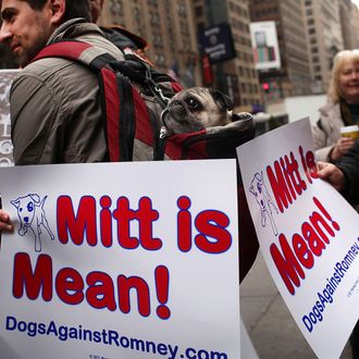 A pug named Sake sits in his owner's backpack during a small protest by a group called Dogs Against Romney