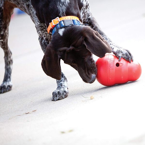 How to Exercise Your Dog When You're Stuck Indoors 2020