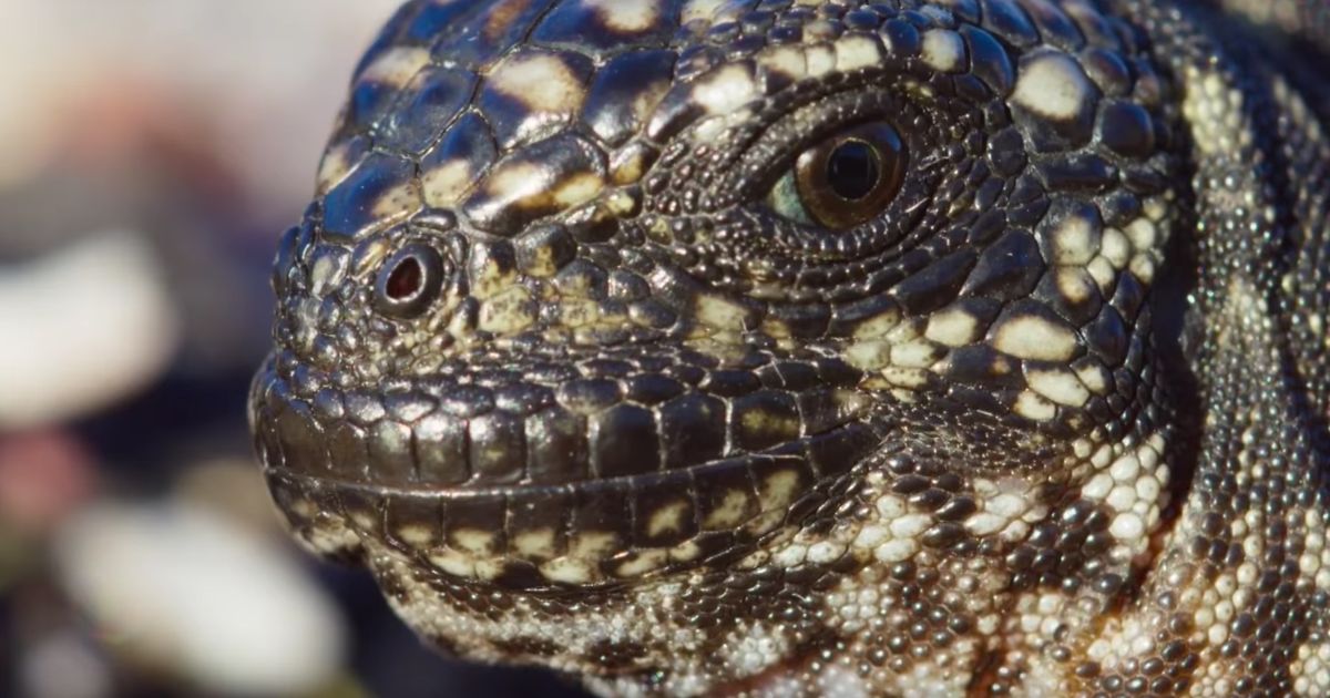 How Planet Earth II's Amazing 'Iguana Vs. Snakes' Was Filmed