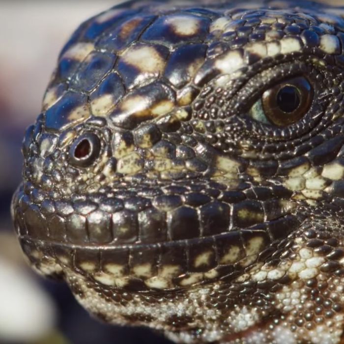 How Planet Earth II's Amazing 'Iguana Vs. Snakes' Was Filmed
