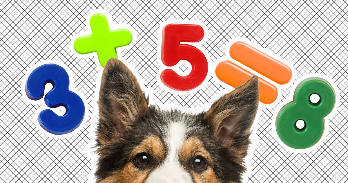 Study Suggests Dogs Can Process Numbers Do Basic Math