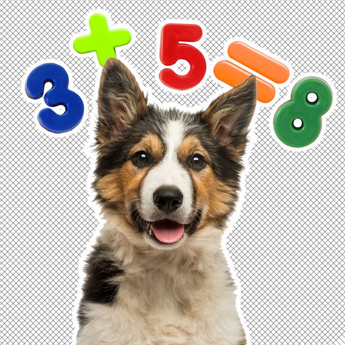 study-suggests-dogs-can-process-numbers-do-basic-math