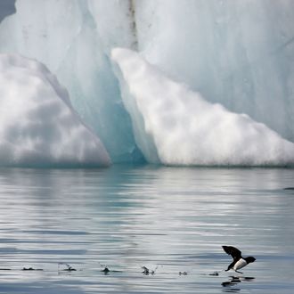 A little auk (Alle-alle) flies near the Kronebeene glacier in the Svalbard archipelago, in the Arctic Ocean, on July 21, 2015. 