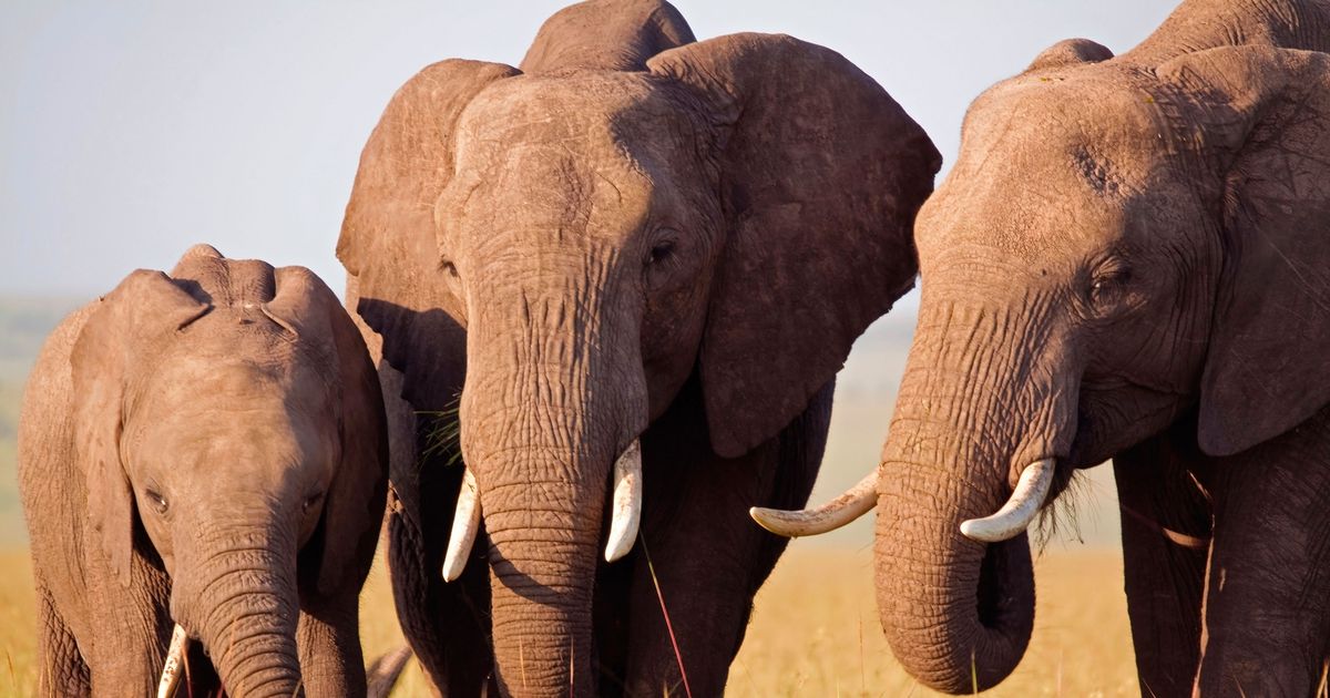 How Elephants Mourn Their Dead Science of Us