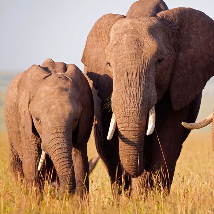 How Elephants Mourn Their Dead -- Science of Us