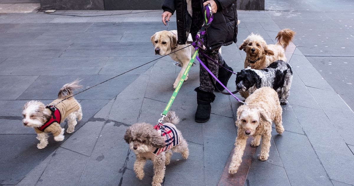 What We Know About the 'Mystery' Dog Illness - Vimarsana News