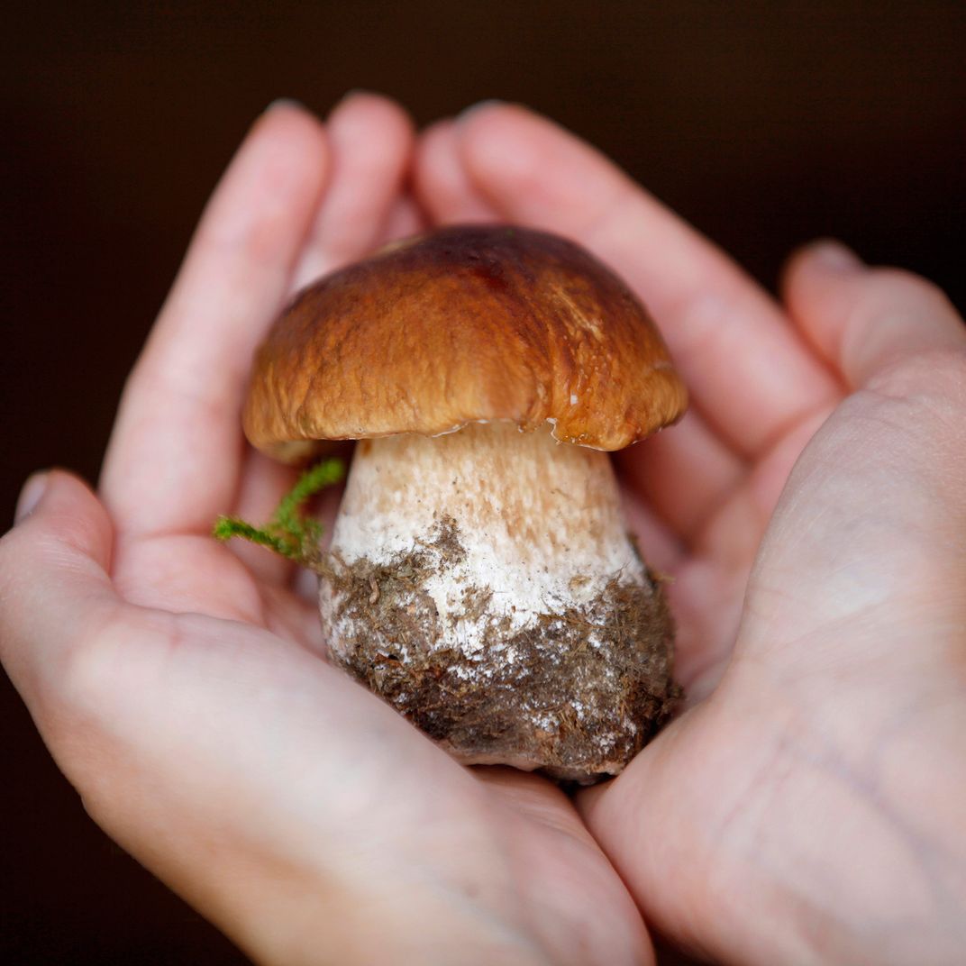 Magic Mushrooms benefits