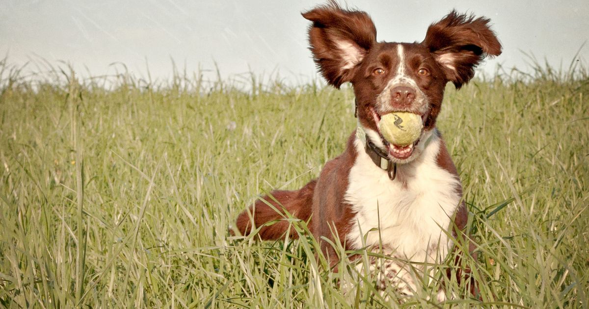 edible tick medicine dogs