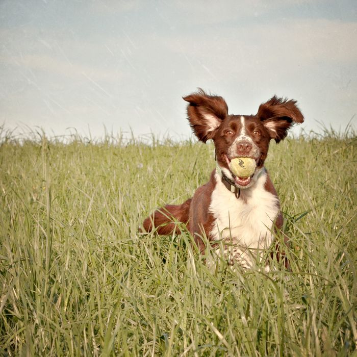 most effective tick treatment for dogs