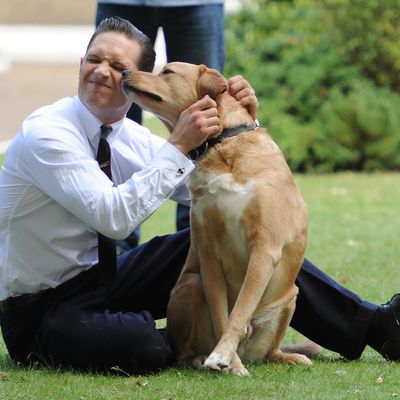 Actor Tom Hardy and his dog off set during the filming of 'Legend' in East London.
<P>
Pictured: Tom Hardy
<P><B>Ref: SPL801641 150714 </B><BR/>
Picture by: Gotcha Images / Splash News<BR/>
</P><P>
<B>Splash News and Pictures</B><BR/>
Los Angeles:	310-821-2666<BR/>
New York:	212-619-2666<BR/>
London:	870-934-2666<BR/>
photodesk@splashnews.com<BR/>
</P>