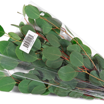 Trader Joe’s Eucalyptus
