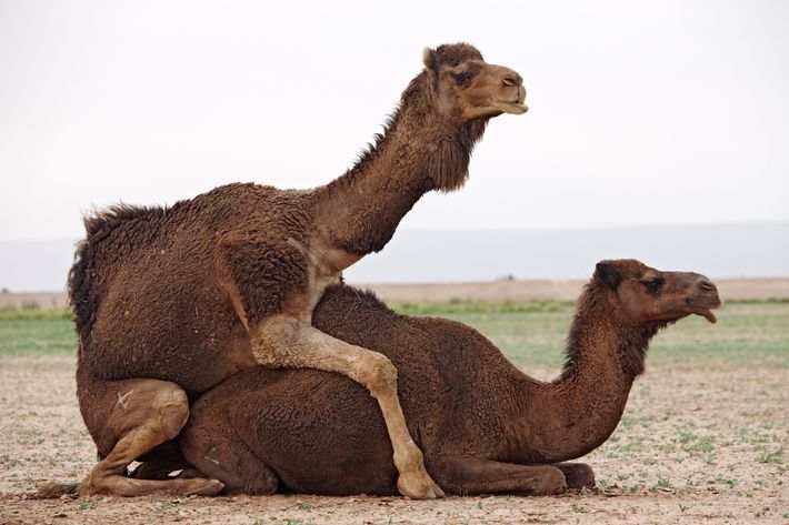 https://pyxis.nymag.com/v1/imgs/914/b0b/7952b560b89507f13c214d65509f7141d3-04-camel-sex-42-38845629.h473.w710.jpg