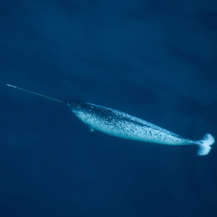 Narwhals Are Craftier Than We Gave Them Credit For -- Science of Us