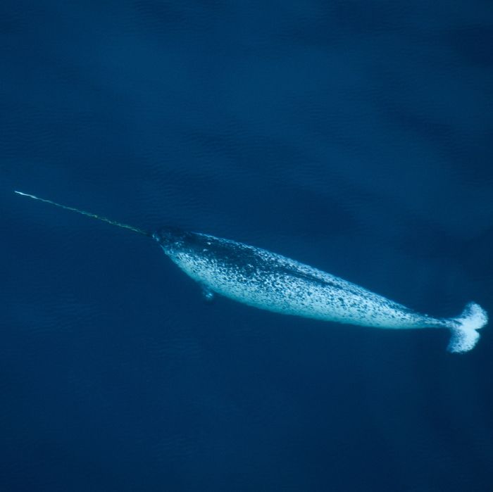 Narwhals Are Craftier Than We Gave Them Credit For Science Of Us 