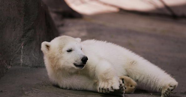 City-Slicker Polar Bears Can’t Hang With This Cold Snap