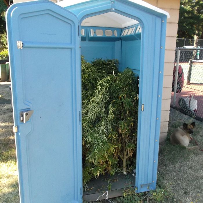 Weed toilet