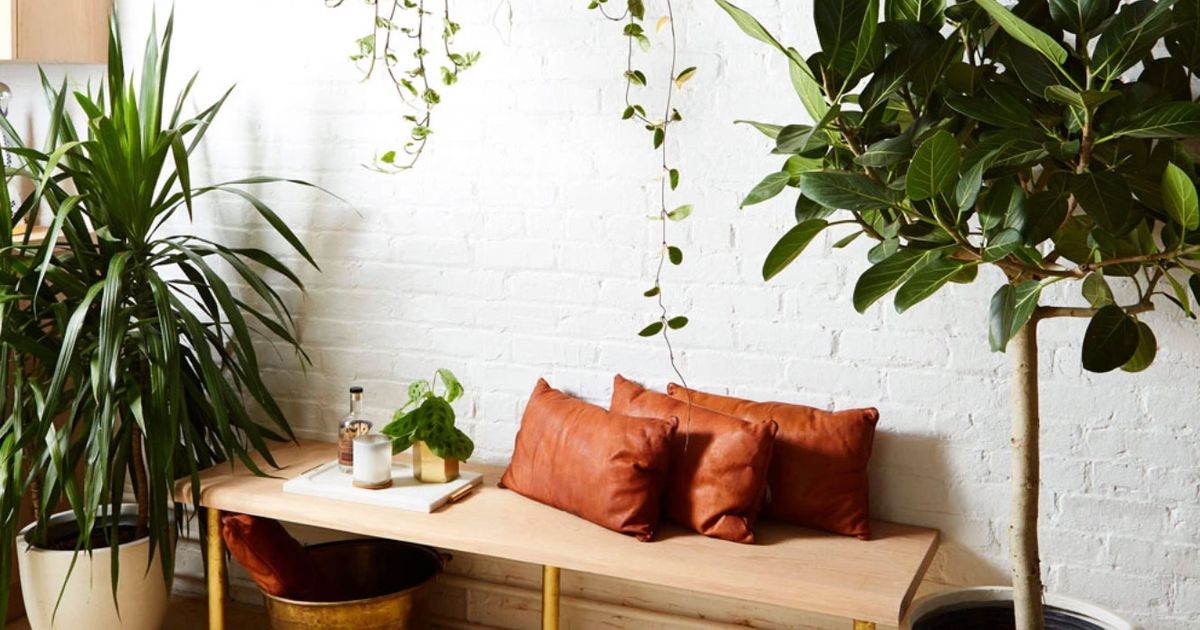 Best Houseplants for Winter and How to Care for Them | The Strategist