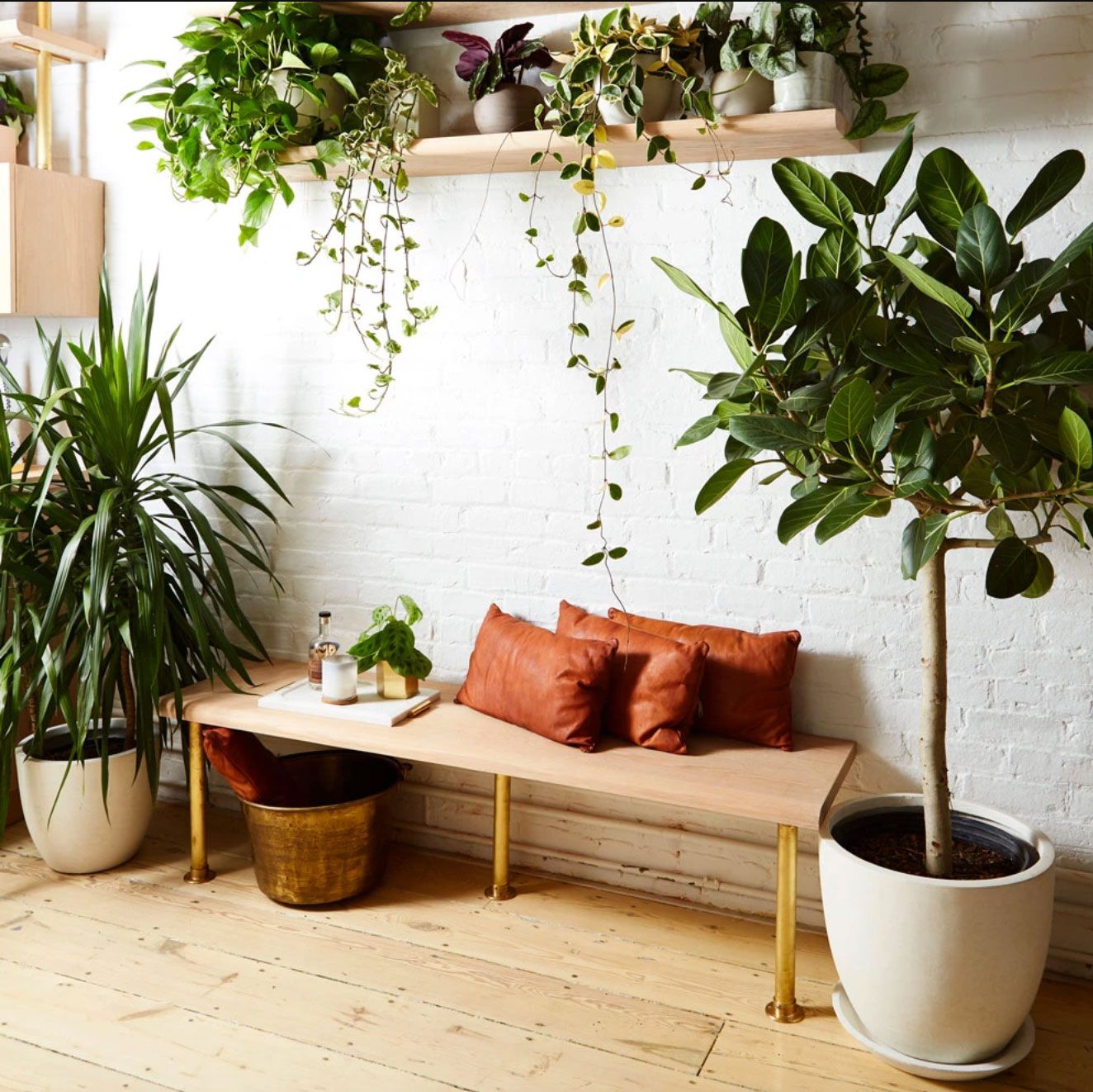 Best Houseplants for Winter and How Care for Them | The Strategist