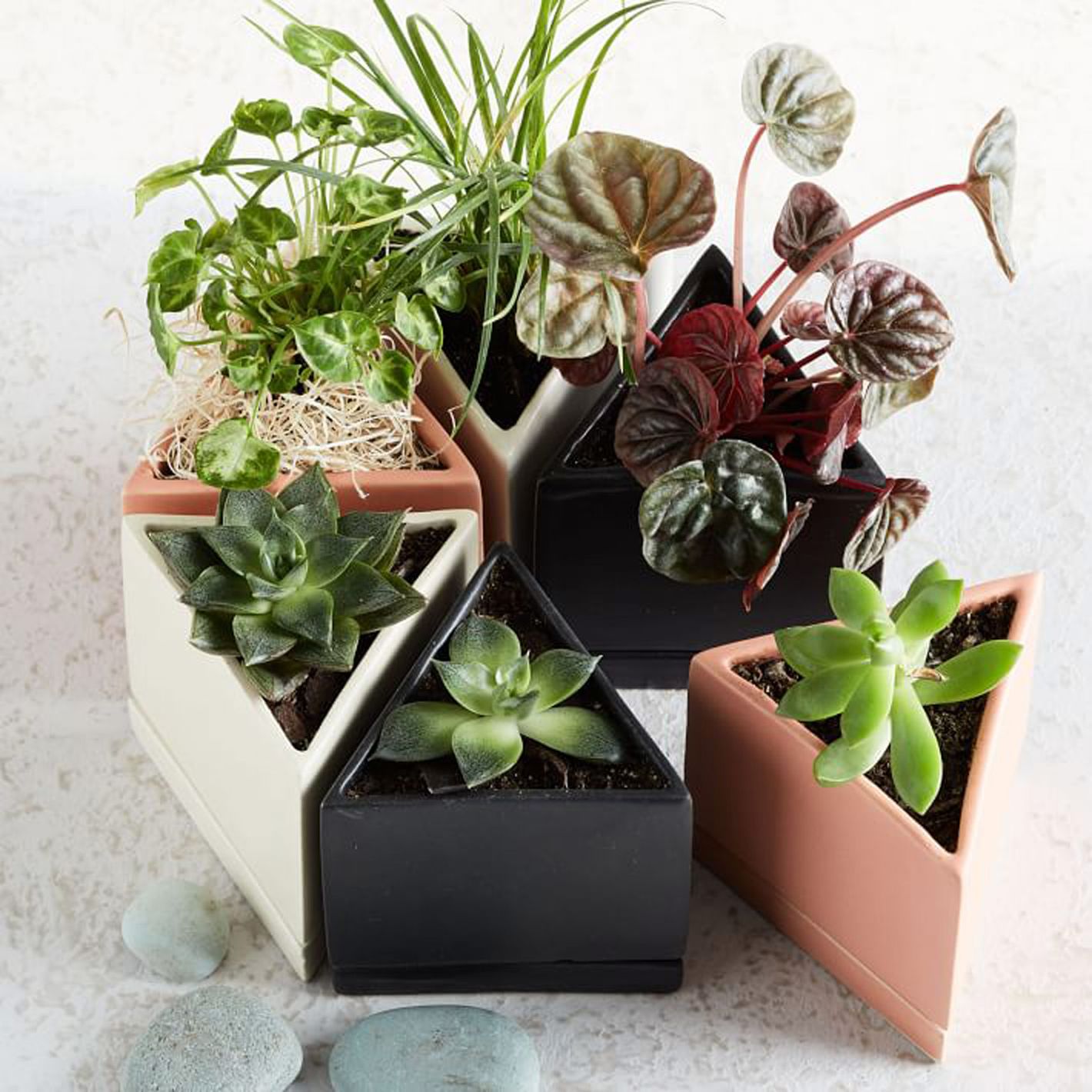 echeveria Leather Switiching Work JKT 1 29 Echeveria Varieties for