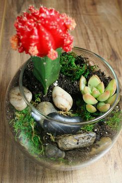 Complete Terrarium Kit: Succulent Planter With Soil and Glass Globe