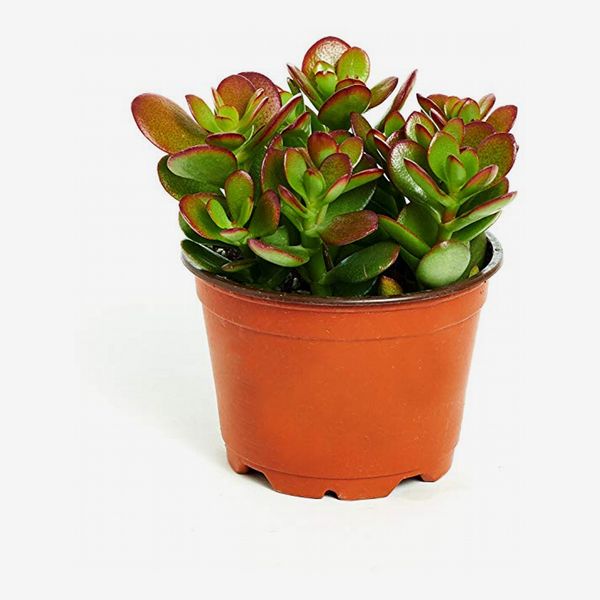 Hirt's Gardens Store Sunset Jade Plant