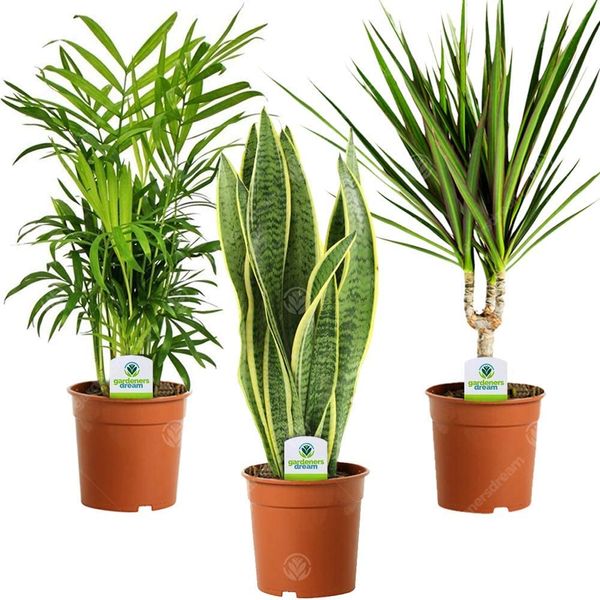 Indoor Plant Mix - 3 Plants