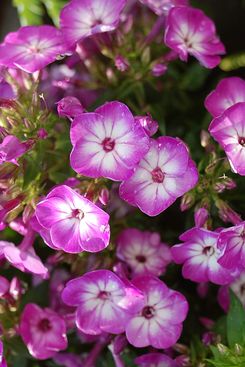 Green Promise Farms Store Volcano Phlox