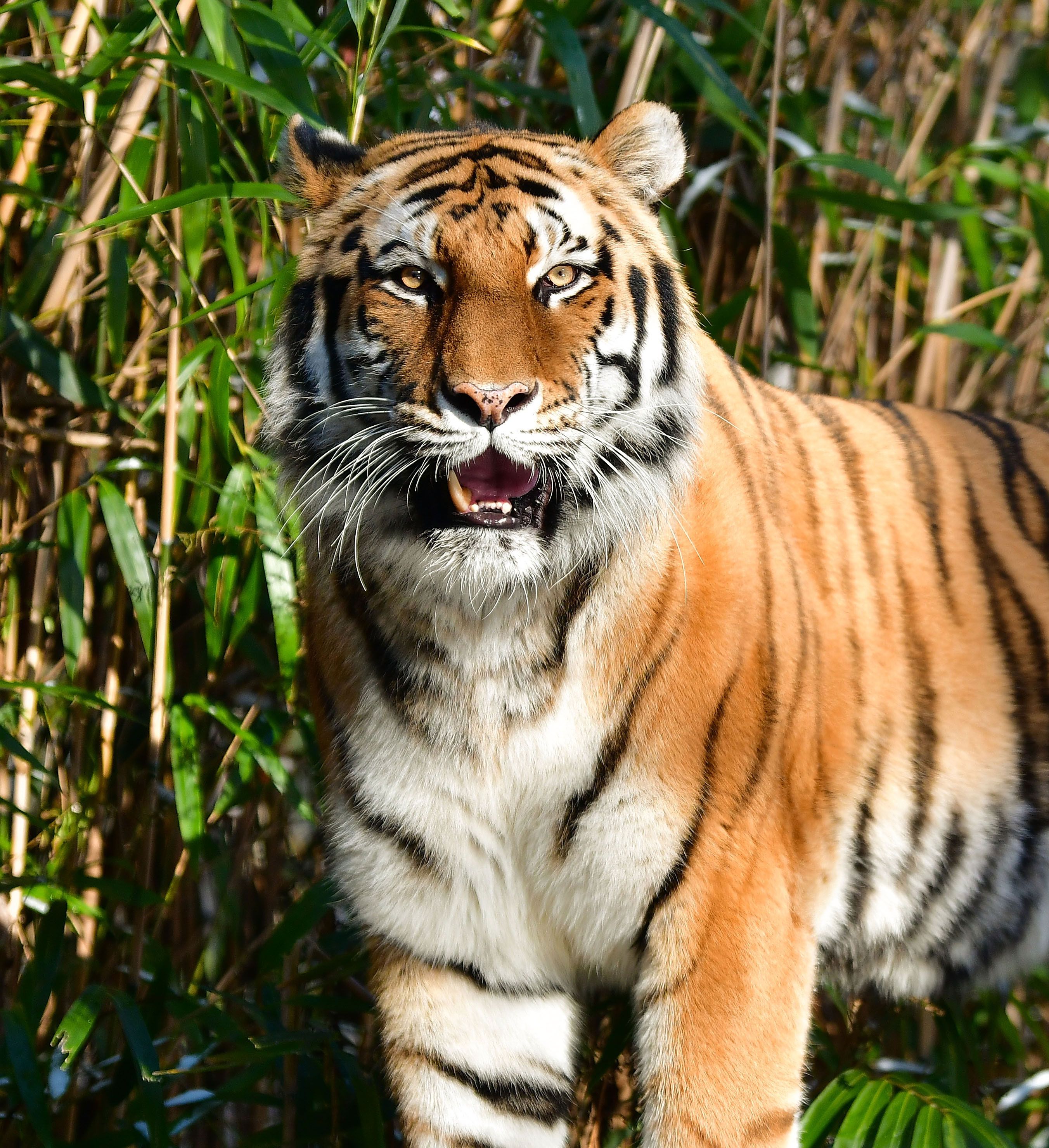 Tiger at NYC zoo tests positive for coronavirus