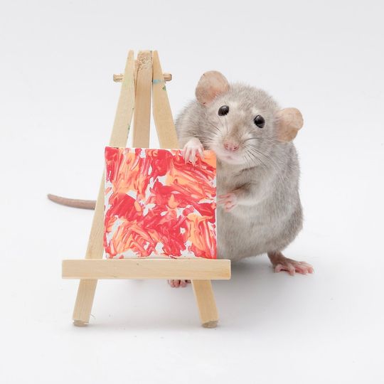 Paintings by Pet Rats