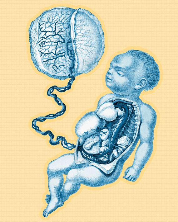 What Is the Human Placenta Project?