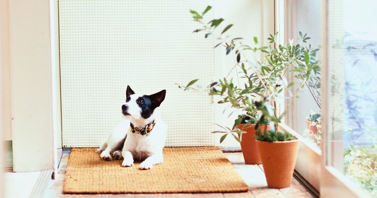 10 Best Plants Safe for Cats and Dogs The Strategist