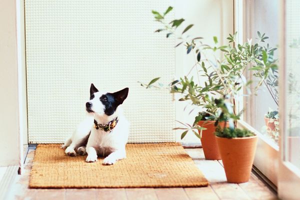 10 Best Plants Safe for Cats and Dogs | The Strategist