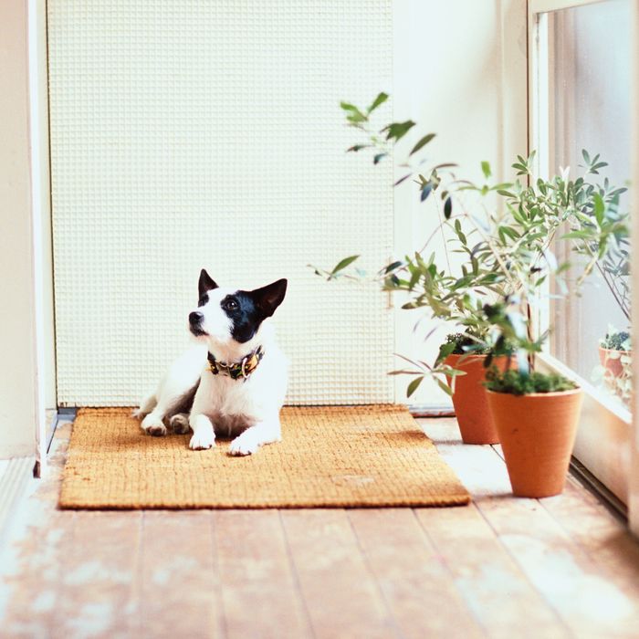 are ivy plants safe for dogs