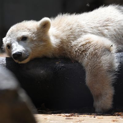 Do zoos help or hurt animals? - Vox