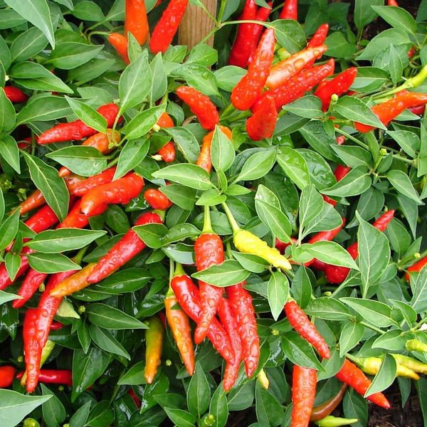 Clovers Home and Garden Super Chili Pepper Plant NON-GMO