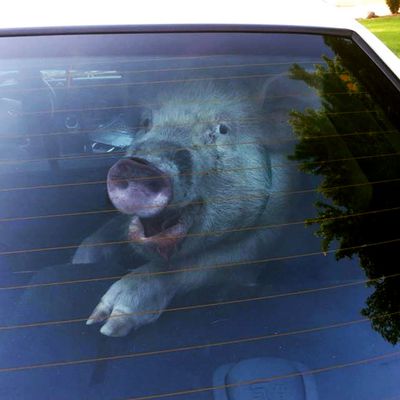 Fugitive pig destroys police car.