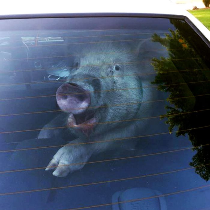 Fugitive pig destroys police car.
