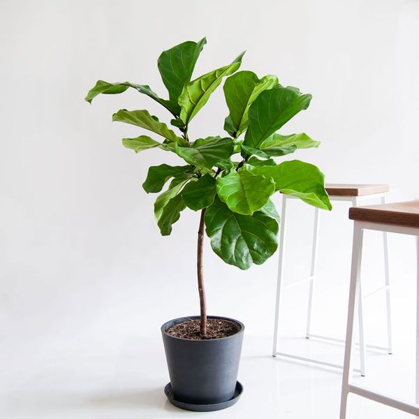 Bloomscape Potted Fiddle Leaf Fig Live Plant - Extra Large