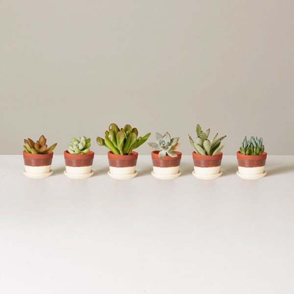 The Sill Potted Succulent Assortment