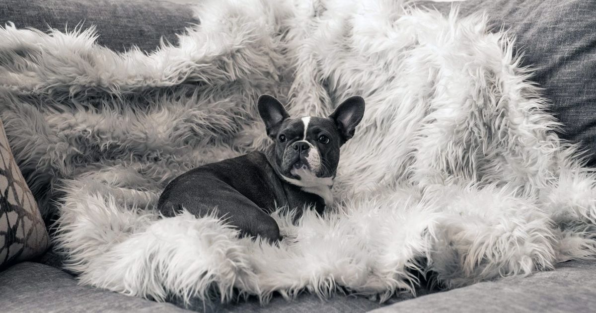 21 Best PetFriendly Throw Blankets 2021 The Strategist New York Magazine
