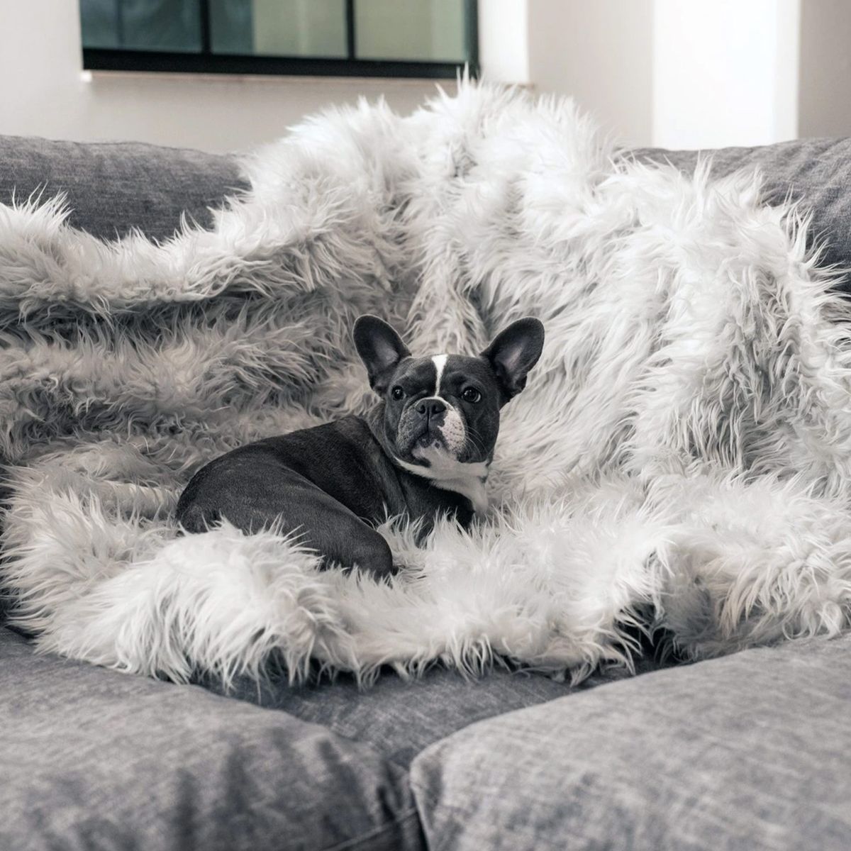 photo blanket dog