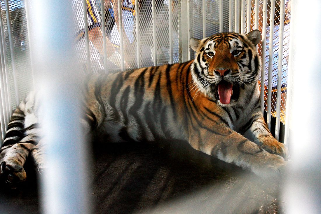 We’re Bringing Tigers Back to the Arenas