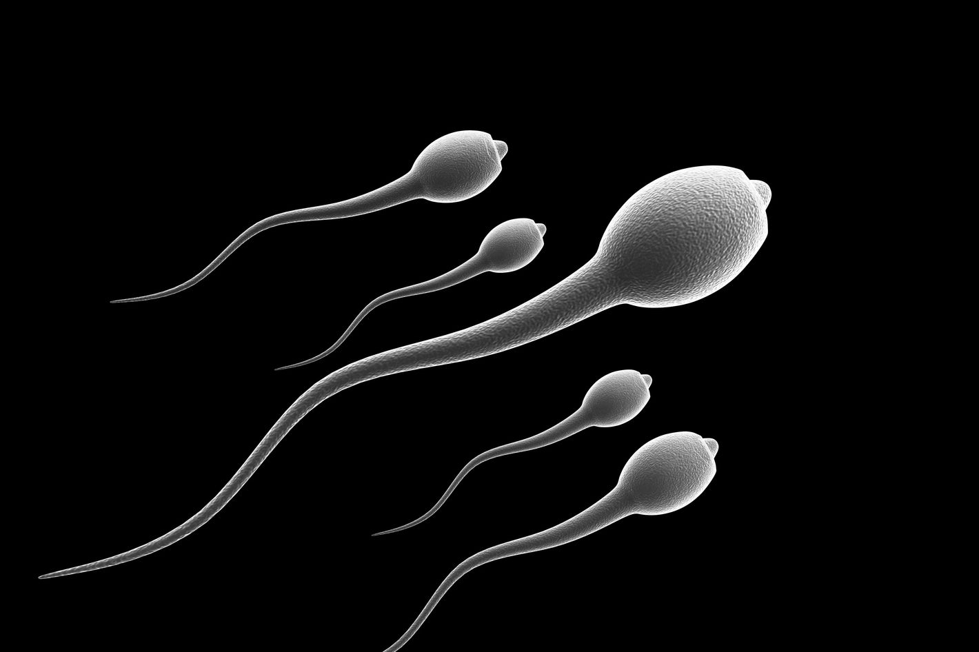 Sperm Fotos